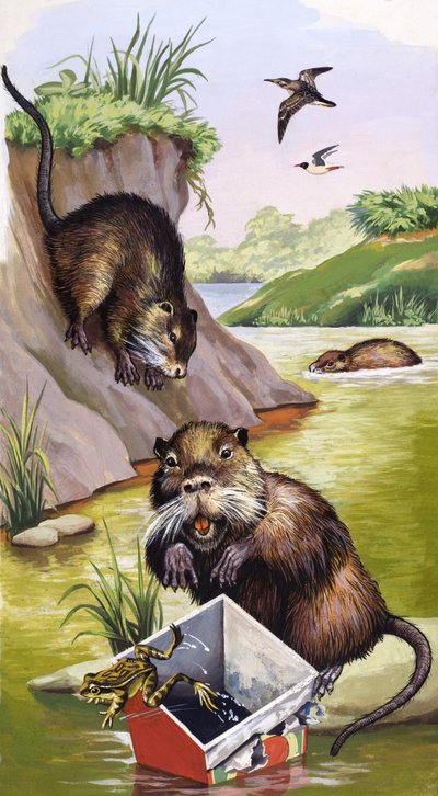 Nutria von English School